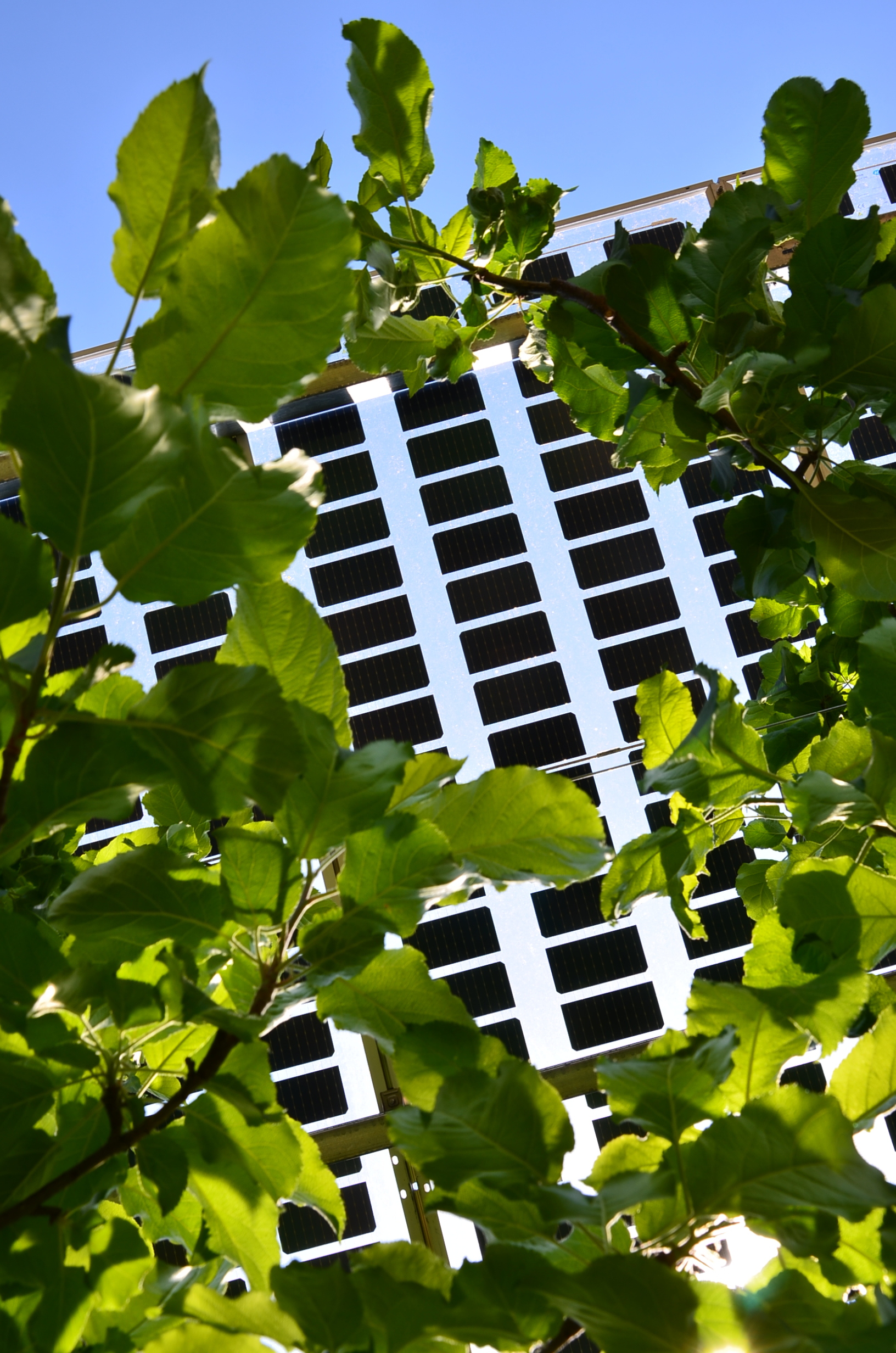 oekostrom AG: Ein hohes Gebäude mit einem Fenstergitter wird teilweise von grünen, belaubten Zweigen verdeckt und steht in Kontrast zu einem klaren, blauen Himmel.